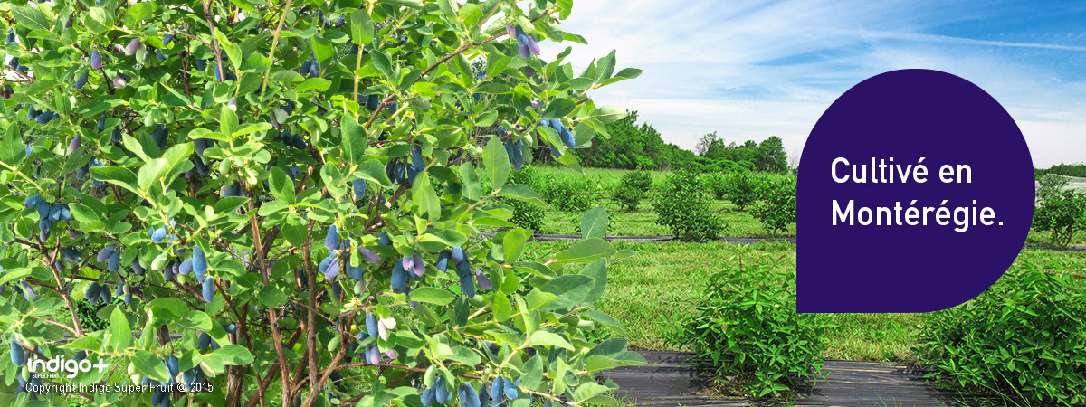 Camerises cultivees en Monteregie